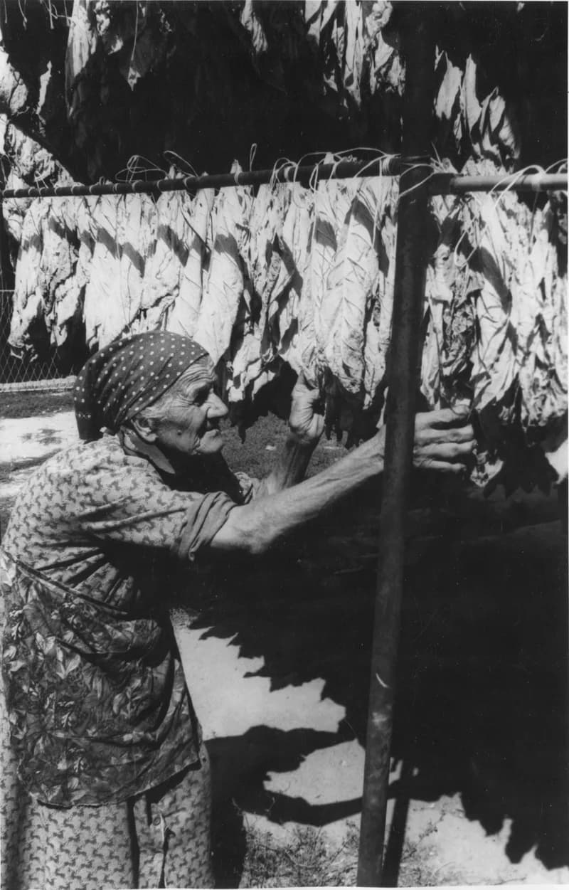 Drying Tobacco